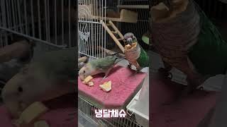 동결건조파파야간식#목도리앵무새#앵무새#parrot#먹방…