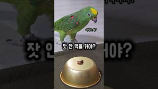 앵무새가 간식을 눈앞에 두고도 못 먹은 이유는? #앵무…