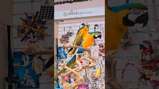 청금강 앵무새 말 카라의 인사하고...