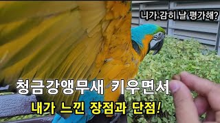 청금강앵무새 키우면서 내가 느낀 장점과 단점!