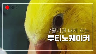 7월이면 우리집에 오는 이쁜이 루티노퀘이커