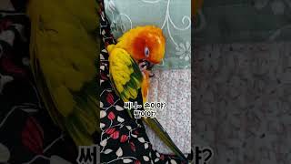 써니야 핸드크림이 필요해?  #썬코뉴어 #parrot …