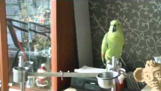 amazon Parrot&quot; Korean sin…