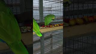 미식가 아마존C 새로운 먹거리 청양고추와 방울 토마토를…