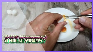 태어나지못한 코뉴어 알들(conure egg)