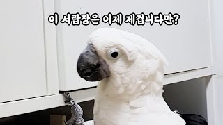 서랍장에 진심인 앵무새