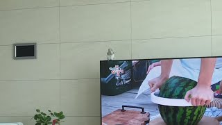 퀘이커앵무새 순도리 (나와라~나와라~)