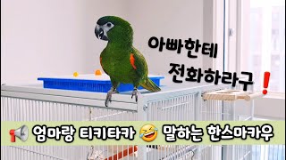 뒷목 잡는 티키타카 #말하는앵무새 한스마카우 율리