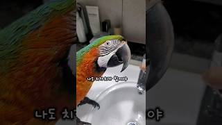 자기도 하고싶다고 쳐다보는 앵무새  안해줄수가 없었어요…