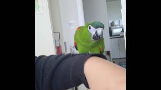 한스마카우 사랑이