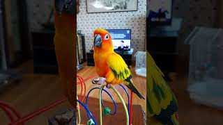 #parrot #lovebirds#썬코뉴어