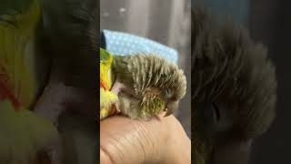 소망이의 일상(코뉴어)