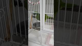 한스마카우 너울이