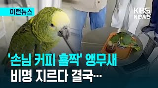 [이런뉴스] 결국 주인 못만난 ‘커피 홀짝’ 앵무새…멸…