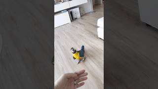 청금강 캡틴이 #birds #앵무새 #parrot #b…