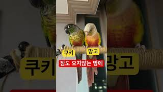 쿠키&amp;망고 #앵무새 #코뉴어 #코뉴어