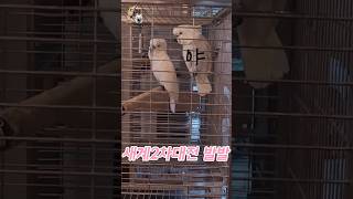 새계2차대전 발발 하이브리드 코카투 형제(미미, 유나)…