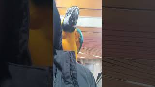 에스컬레이터가 무서운 루카 #shorts #청금강 #청금강앵무새 #macaw