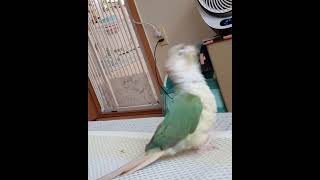 #앵무새#코뉴어#못생긴#똥꼬발랄#아랑이#악동