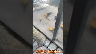 나비가 신기한 썬코뉴어 앵무새들~