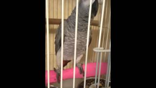 회색앵무 토르 출근할때 하는말