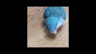 앵무새 분양 합니다  수것퀘이커 코뉴어 암.수 있어요알…