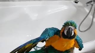 청금강앵무새 샤워영상^^