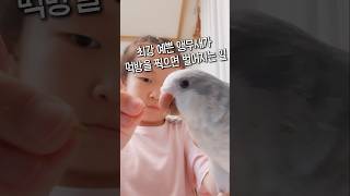 앵무새 먹방 :)      #퀘이커 #꾸꾸 #앵무새