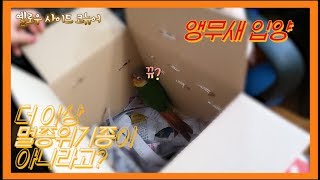 앵무새를 데려왔습니다! 입양 첫날부터...