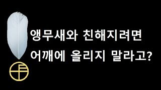 앵무새를 어깨에 두면 안된다고 믿는 사람들에게