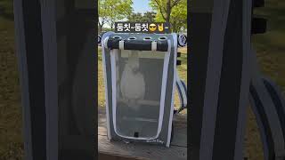 흥 넘치는 그레이트 코카투 #코카투 #앵무새 #앵무새키…