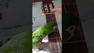 앵무새   한스마카우   기타연주하는  앵무새  박영숙…