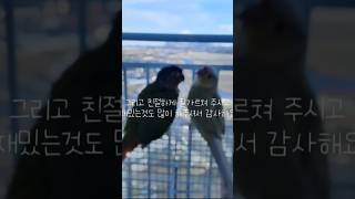 #선생님께#앵무새#앵무새랄라#앵무옐로우사이드#코뉴어앵무새#코뉴어#코뉴어옐로우사이드#울랄라#앵무새랄라의생활#선생님께편지