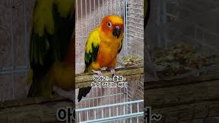 써니야 춘곤증 이니?  #썬코뉴어 #parrot #앵무새 #졸리는 #sleepy #눈이 감기는 #blindfolded #춘곤증 #spring fatigue #써니