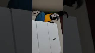 온몸으로 내려오기 싫다고 표현하는 루카 #청금강 #청금…