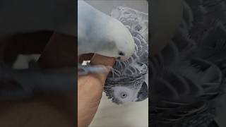 회색앵무 '날개' 대머리되나? #회색앵무 #앵무새털갈이…