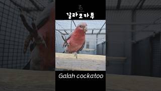 갈라 코카투 앵무새일상