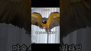 #서커스부부 마술사 앵무새조이는 샤워를 좋아한다? 싫어…