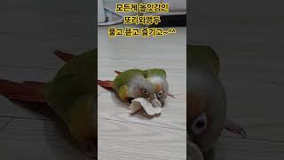 모든걸 물고 뜯고 즐기는파인애플코뉴어 