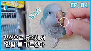 퀘이커 앵무새 안녕 가르치기! Teaching hell…