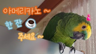 앵무새의 아메리카노 주문하기! 아마존앵무의 감탄사