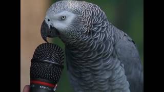 성대묘사의 달인 앵무새 아인슈타인을 소개합니다