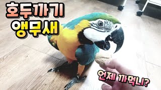 [#앵집사] 앵무새는 호두를 까먹을수 있을까? 언제 먹…