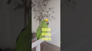 앵무새가 이정도 노래하면 기획사보내야는거 맞죠?라임 랩…