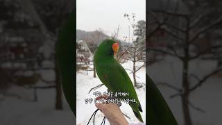 [지구] 앵무새에게 눈을 보여주면 생기는 일 / 앵신남…