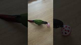 이새로이 일상  싫어하는 공놀이ㅋ#코뉴어#앵무새#옐로사…