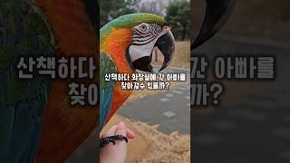 공원산책하다 화장실에간 아빠를 찾으러가는 앵무새 #윙스패밀리 #왕크왕귀 #할리퀸마카우마르코