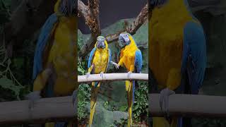 [여행하는딸부잣집] 따라쟁이 앵무새 청금강앵무 주렁주렁 영등포 타임스퀘어