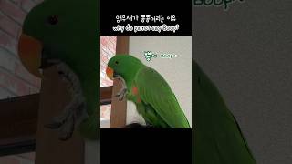 [지구] 앵무새가 뿅뿅거리는 이유 / Why do parrot say "Boop"?