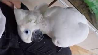 [동물, 앵무새] 코카투 앵무새한테 장난치기(Playing with Cockatoo Parrot)